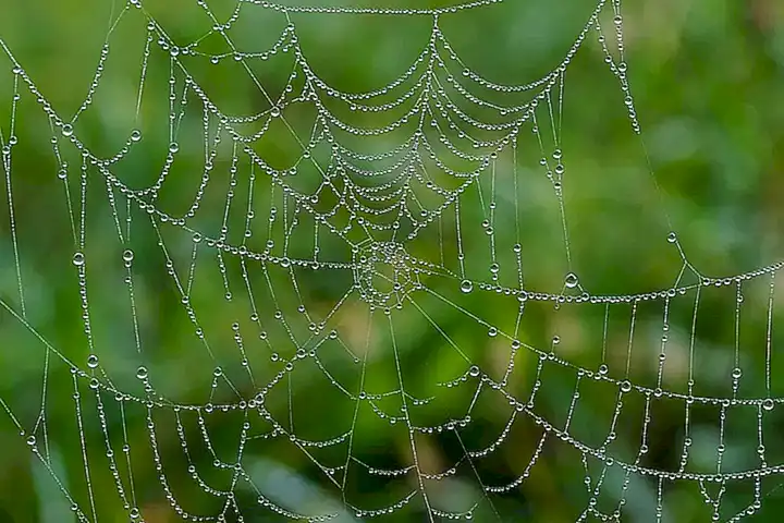 Acceso a la web