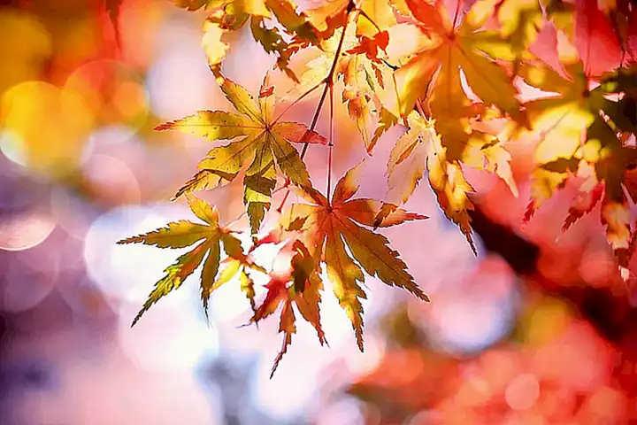 Autumn