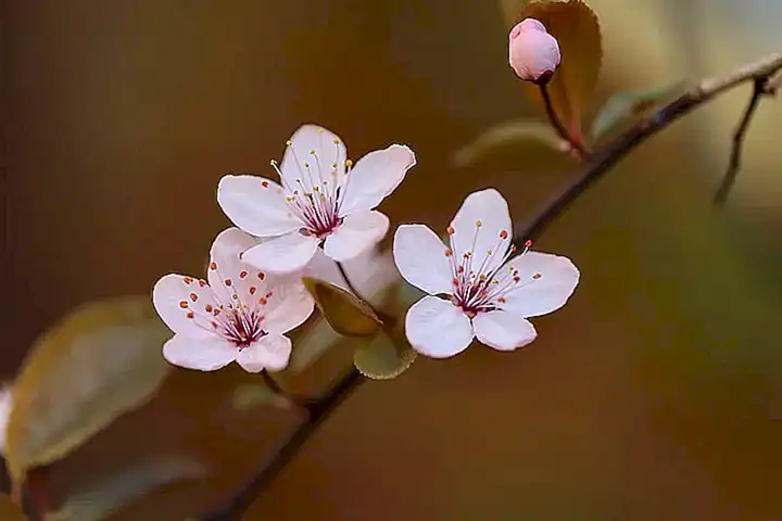 Ayí amarillo y ciruela japonesa.