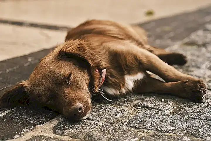 Beneficios de las cremas para piernas cansadas