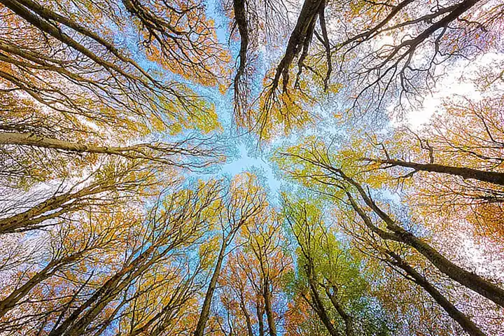 Beneficios del árbol en entornos interiores