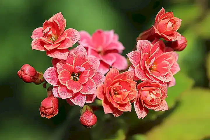 facilidad-de-cultivo_h2_733.webp