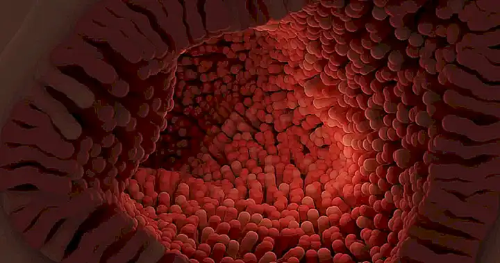 Beneficios para la salud del sistema digestivo