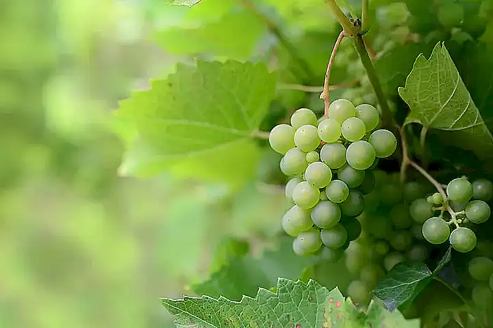 Característica distintiva del fruto