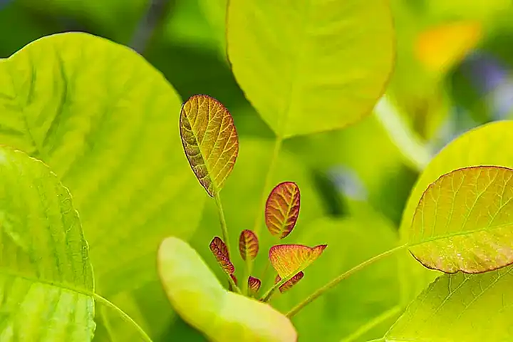 Características de las plantas para un jardín verde todo el año