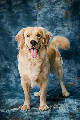 Características de los perros rastreadores