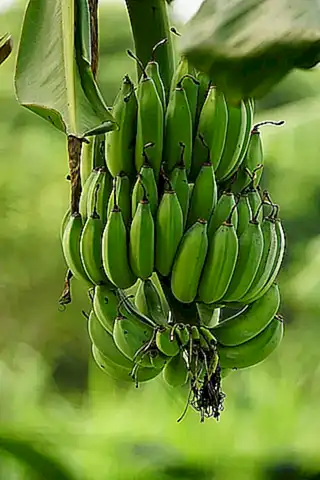 Cómo cuidar de las diferentes especies de plátano interior
