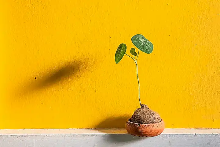 Condiciones óptimas de cultivo