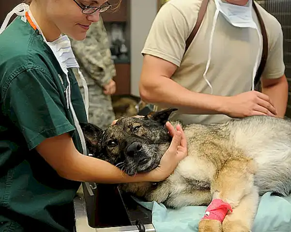 Conoce más sobre la medicina veterinaria