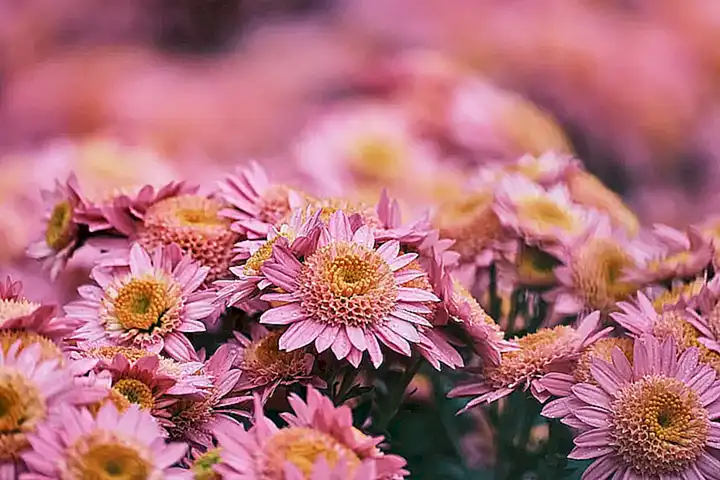 Crisantemo con flores grandes