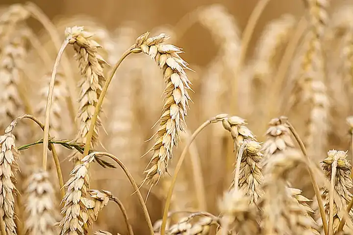 Cultivo del trigo y producción mundial