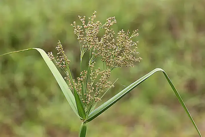 historia-y-uso-del-cyperus-rotundus_h2_507.webp