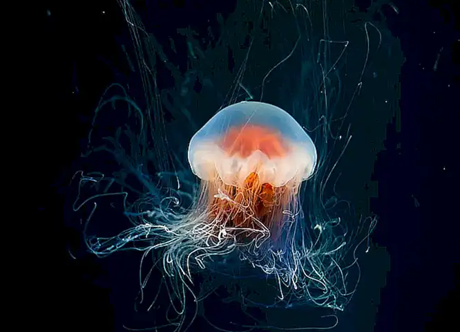 visualizacion-del-fenomeno-en-menorca_h2_208.webp