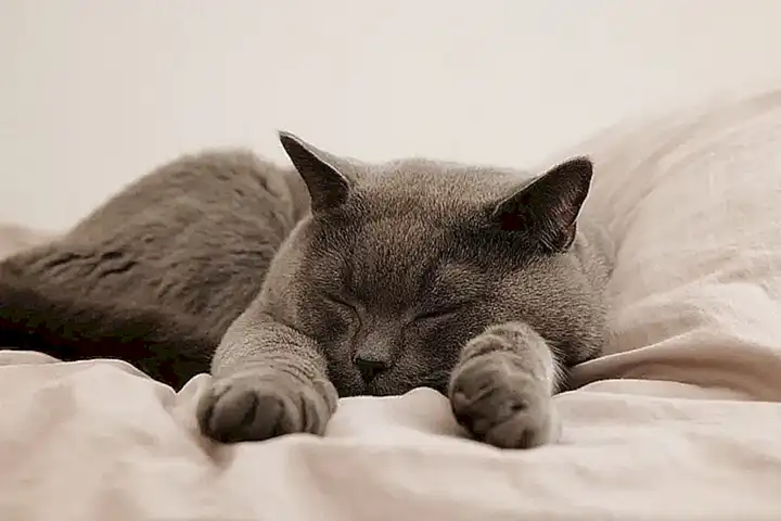 Efectos y usos en gatos