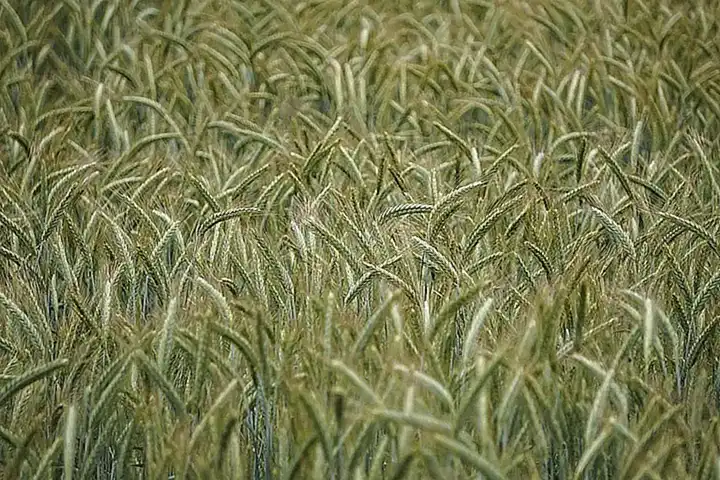 El uso de triticale como alternativa