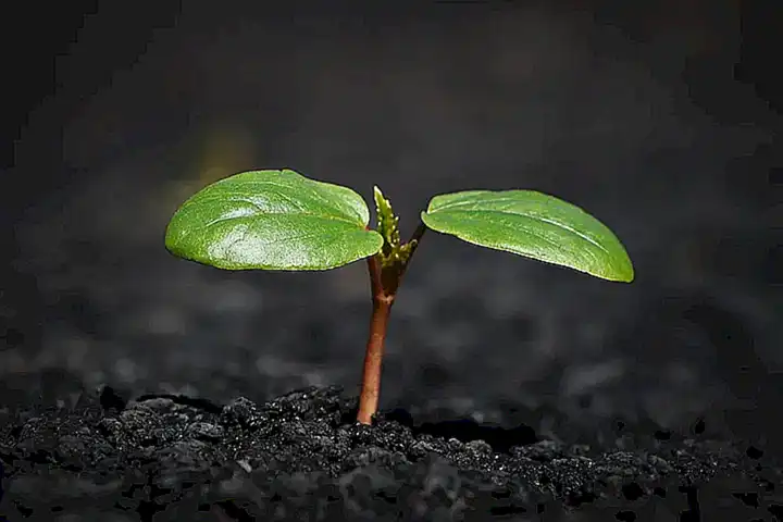 FAQ sobre el uso de suelo y plantas.