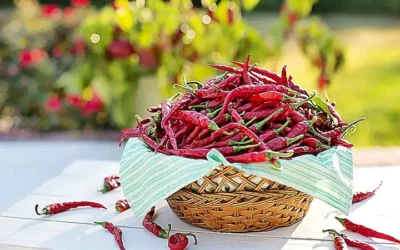 caracteristicas-del-pepper-x_h2_575.webp