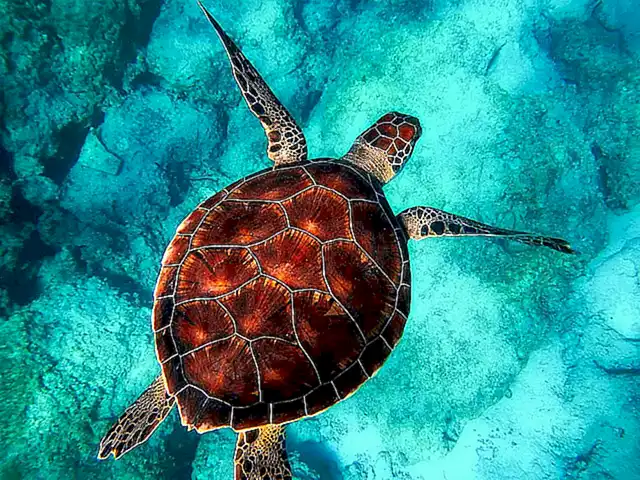 Importancia del desove para las tortugas