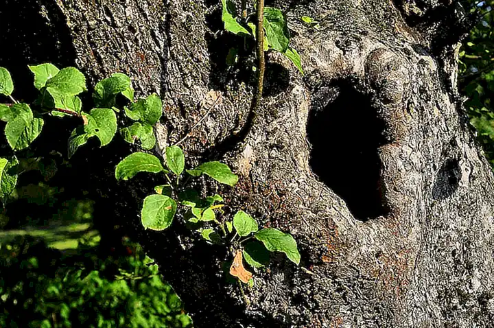 La hondonada de Melnik