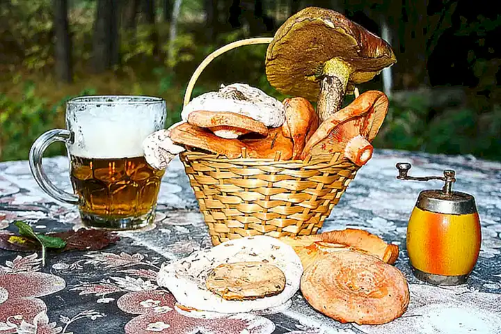 Lactarius deliciosus