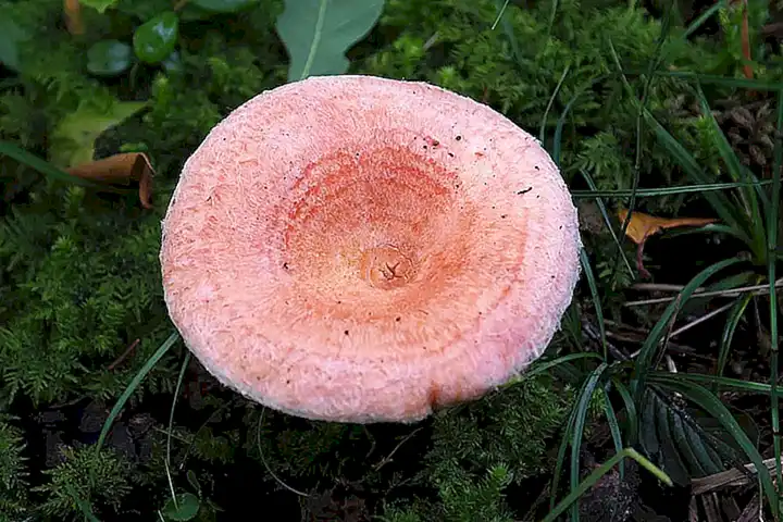 Lactarius quieticolor