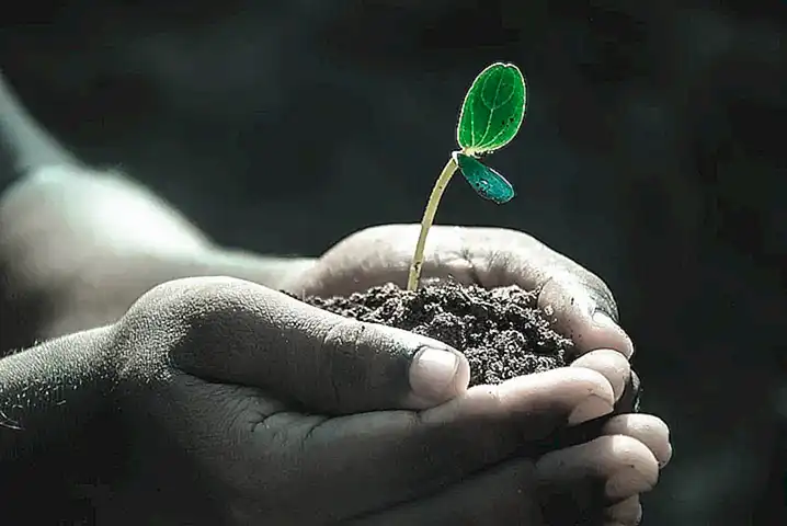 Longevidad y ciclo de vida natural de la planta