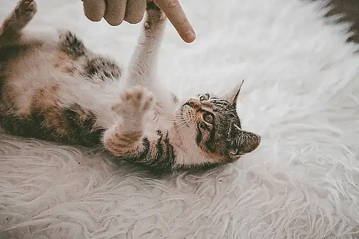 Medidas preventivas para conservar la alfombra