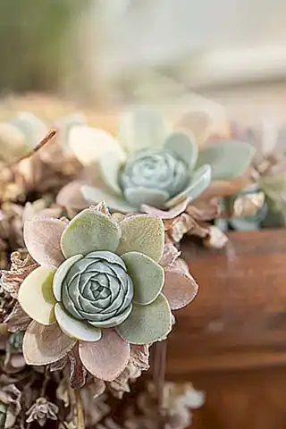 Origen y características botánicas
