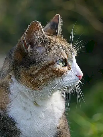 Plantas para áreas al aire libre con gatos