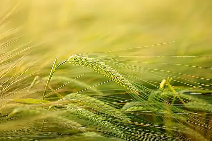 beneficios-nutricionales_h2_831.webp