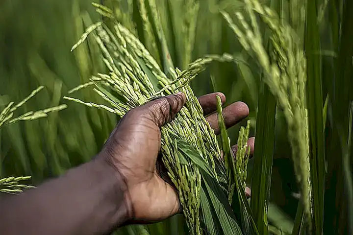 Preparación del arroz