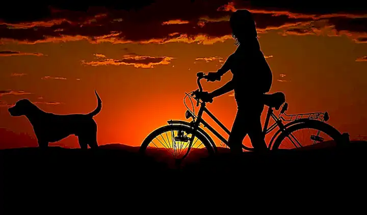 Preparación del perro para el viaje
