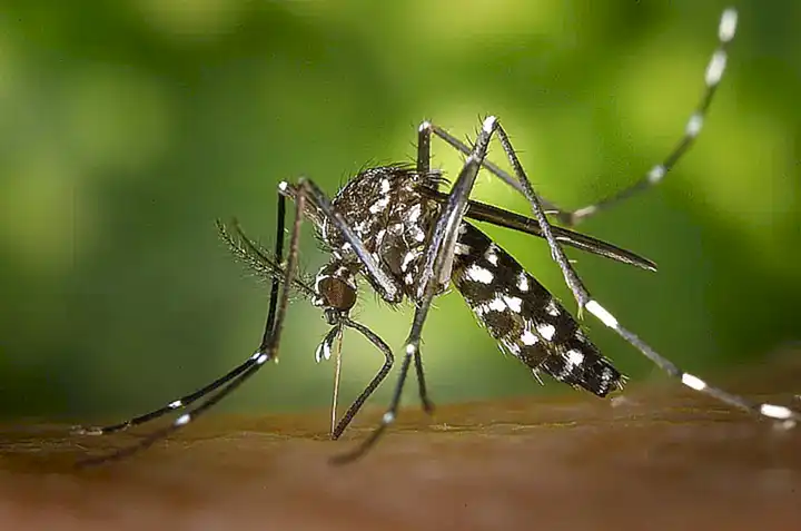 Repelente natural a mosquitos