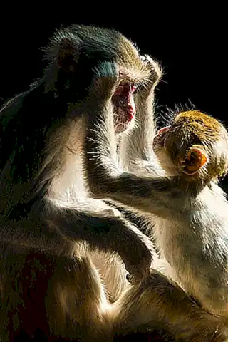 Rol maternal