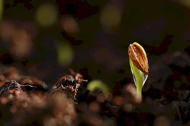 Técnicas de germinación