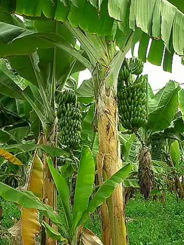 Técnicas para cultivar platanera dentro de casa