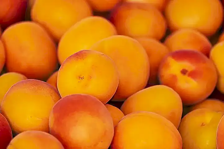 Tipos de albaricoque