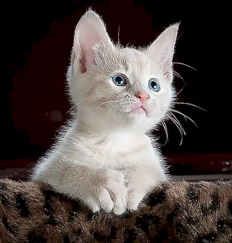 Tipos de alimentos específicos para gatos esterilizados