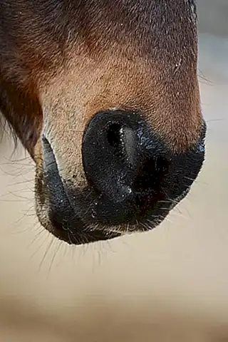 caracteristicas-esenciales_h2_920.webp