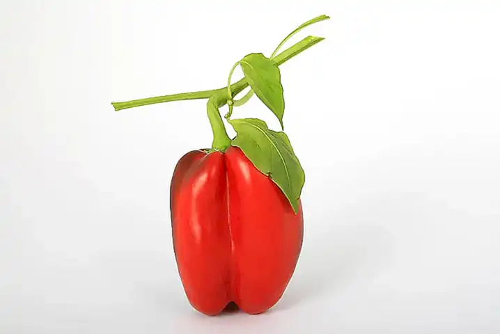 Tipos de pimientos de padrón rojos