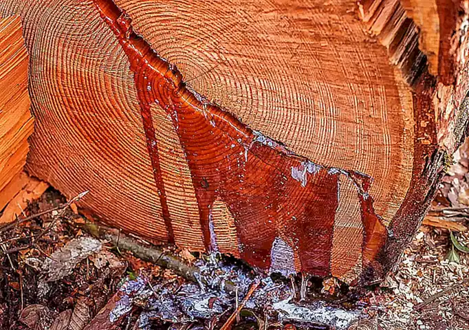 Usos de madera y resina
