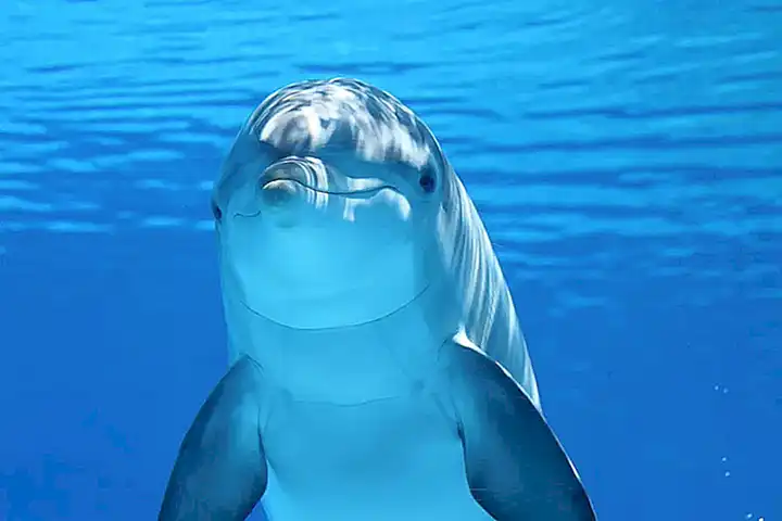 Vínculo con los delfines